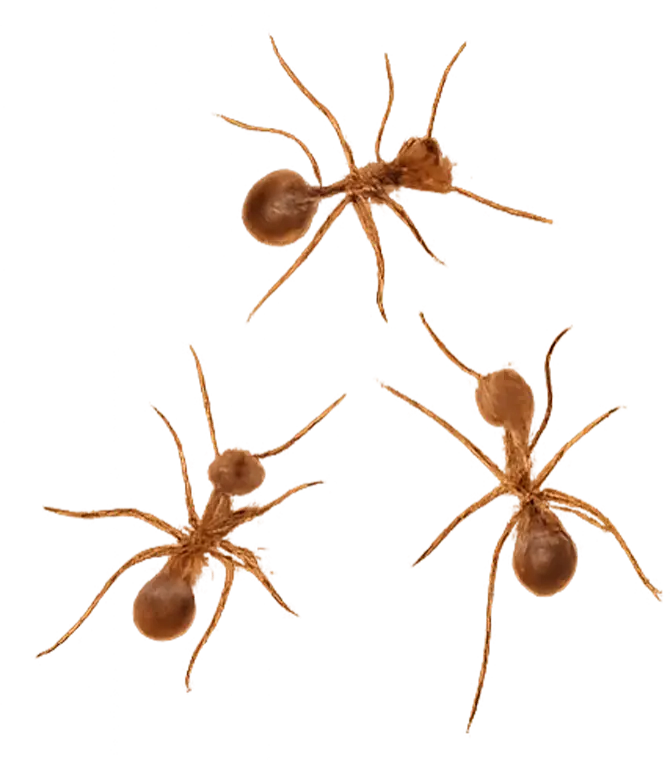 Ants