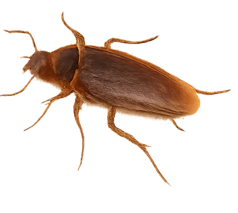 Cockroaches icon