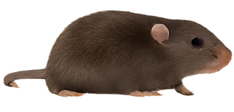 Rats icon